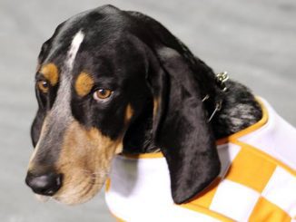 Tennessee dog mascot smokey
